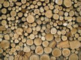 Troncos Madera Natural Wood trunk juntos btc bch ltc dash Sostenibilidad