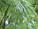 hojas de bambu verdes con tallos Sostenibilidad